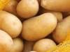 اتحاد غرف الزراعة : كيلو البطاطا سينخفض لنحو 250 ليرة خلال يومين لهذا السبب