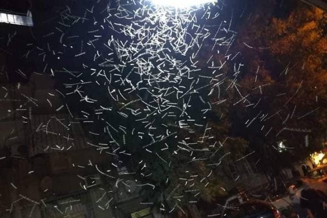 محافظة دمشق توضح أسباب انتشار الحشرات وخطوات القضاء عليها