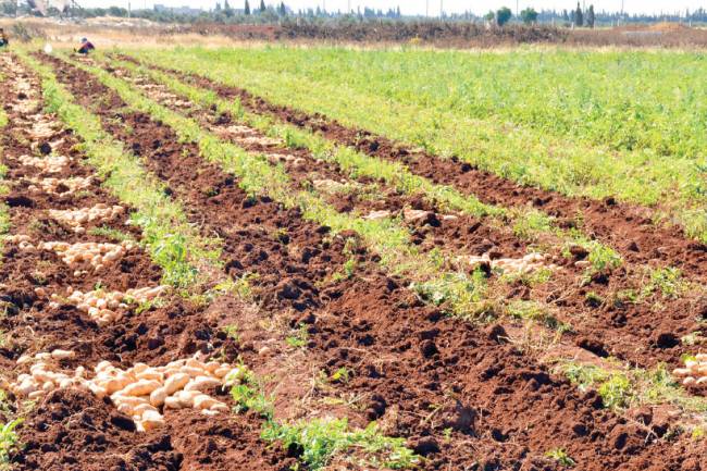 لجنة سوق الهال : انخفاض سعر كيلو البطاطا 40% 