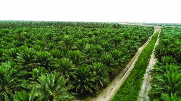 هيئة الاستثمار ترخص لمشروع لزراعة النخيل وإنتاج التمور