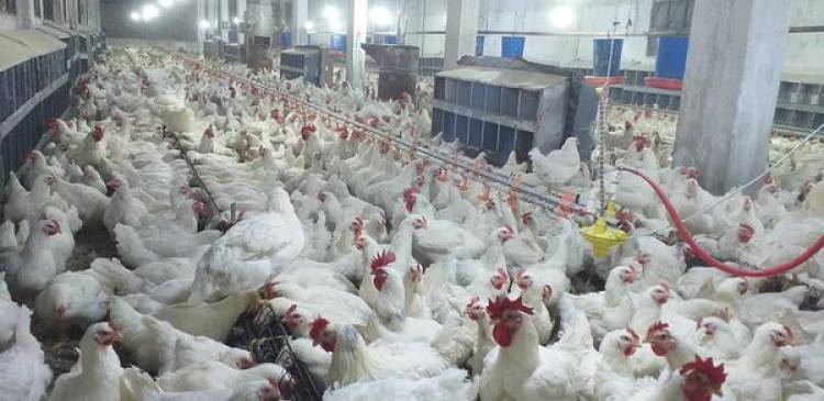 "التهاب الكبد الوبائي "،يفتك بالدواجن ويرفع كلفة الكيلو إلى 3200ليرة