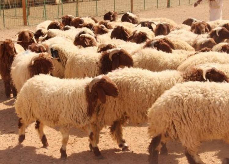 ارتفاع جديد في اسعار لحوم الغنم والعجل