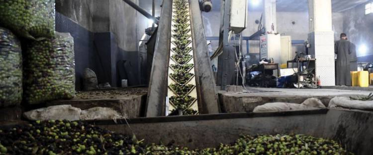 الزراعة : توقع بالتشدد على تصدير الزيت مع تراجع إنتاجنا من الزيتون هذا العام 